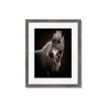 Picture of Ebony, the Horse _GroupedProduct_Rectangle_Portrait_Photography _GroupedProduct_Rectangle_Portrait_Framed_Matted_