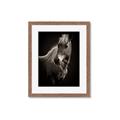 Picture of Ebony, the Horse _GroupedProduct_Rectangle_Portrait_Photography _GroupedProduct_Rectangle_Portrait_Framed_Matted_