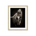 Picture of Ebony, the Horse _GroupedProduct_Rectangle_Portrait_Photography _GroupedProduct_Rectangle_Portrait_Framed_Matted_