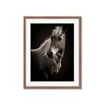 Picture of Ebony, the Horse _GroupedProduct_Rectangle_Portrait_Photography _GroupedProduct_Rectangle_Portrait_Framed_Matted_