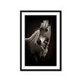 Picture of Ebony, the Horse _GroupedProduct_Rectangle_Portrait_Photography _GroupedProduct_Rectangle_Portrait_Framed_Matted_