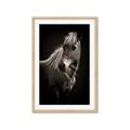 Picture of Ebony, the Horse _GroupedProduct_Rectangle_Portrait_Photography _GroupedProduct_Rectangle_Portrait_Framed_Matted_