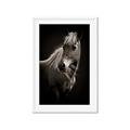 Picture of Ebony, the Horse _GroupedProduct_Rectangle_Portrait_Photography _GroupedProduct_Rectangle_Portrait_Framed_Matted_