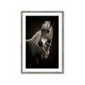 Picture of Ebony, the Horse _GroupedProduct_Rectangle_Portrait_Photography _GroupedProduct_Rectangle_Portrait_Framed_Matted_