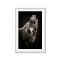 Picture of Ebony, the Horse _GroupedProduct_Rectangle_Portrait_Photography _GroupedProduct_Rectangle_Portrait_Framed_Matted_