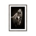 Picture of Ebony, the Horse _GroupedProduct_Rectangle_Portrait_Photography _GroupedProduct_Rectangle_Portrait_Framed_Matted_