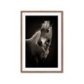 Picture of Ebony, the Horse _GroupedProduct_Rectangle_Portrait_Photography _GroupedProduct_Rectangle_Portrait_Framed_Matted_