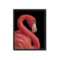 Picture of Flamingo Flame _GroupedProduct_Rectangle_Portrait_Photography _GroupedProduct_Rectangle_Portrait_Framed_Matted_