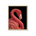 Picture of Flamingo Flame _GroupedProduct_Rectangle_Portrait_Photography _GroupedProduct_Rectangle_Portrait_Framed_Matted_