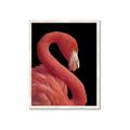 Picture of Flamingo Flame _GroupedProduct_Rectangle_Portrait_Photography _GroupedProduct_Rectangle_Portrait_Framed_Matted_