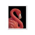 Picture of Flamingo Flame _GroupedProduct_Rectangle_Portrait_Photography _GroupedProduct_Rectangle_Portrait_Framed_Matted_