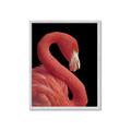 Picture of Flamingo Flame _GroupedProduct_Rectangle_Portrait_Photography _GroupedProduct_Rectangle_Portrait_Framed_Matted_