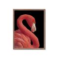 Picture of Flamingo Flame _GroupedProduct_Rectangle_Portrait_Photography _GroupedProduct_Rectangle_Portrait_Framed_Matted_