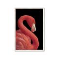 Picture of Flamingo Flame _GroupedProduct_Rectangle_Portrait_Photography _GroupedProduct_Rectangle_Portrait_Framed_Matted_