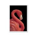 Picture of Flamingo Flame _GroupedProduct_Rectangle_Portrait_Photography _GroupedProduct_Rectangle_Portrait_Framed_Matted_