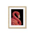 Picture of Flamingo Flame _GroupedProduct_Rectangle_Portrait_Photography _GroupedProduct_Rectangle_Portrait_Framed_Matted_