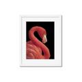 Picture of Flamingo Flame _GroupedProduct_Rectangle_Portrait_Photography _GroupedProduct_Rectangle_Portrait_Framed_Matted_