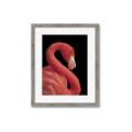 Picture of Flamingo Flame _GroupedProduct_Rectangle_Portrait_Photography _GroupedProduct_Rectangle_Portrait_Framed_Matted_