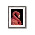 Picture of Flamingo Flame _GroupedProduct_Rectangle_Portrait_Photography _GroupedProduct_Rectangle_Portrait_Framed_Matted_