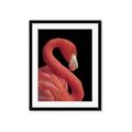 Picture of Flamingo Flame _GroupedProduct_Rectangle_Portrait_Photography _GroupedProduct_Rectangle_Portrait_Framed_Matted_