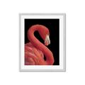 Picture of Flamingo Flame _GroupedProduct_Rectangle_Portrait_Photography _GroupedProduct_Rectangle_Portrait_Framed_Matted_