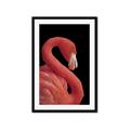 Picture of Flamingo Flame _GroupedProduct_Rectangle_Portrait_Photography _GroupedProduct_Rectangle_Portrait_Framed_Matted_