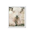 Picture of Furry Cow _GroupedProduct_Rectangle_Portrait_Photography _GroupedProduct_Rectangle_Portrait_Framed_Matted_