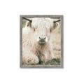 Picture of Furry Cow _GroupedProduct_Rectangle_Portrait_Photography _GroupedProduct_Rectangle_Portrait_Framed_Matted_