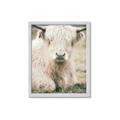 Picture of Furry Cow _GroupedProduct_Rectangle_Portrait_Photography _GroupedProduct_Rectangle_Portrait_Framed_Matted_