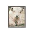 Picture of Furry Cow _GroupedProduct_Rectangle_Portrait_Photography _GroupedProduct_Rectangle_Portrait_Framed_Matted_