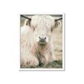 Picture of Furry Cow _GroupedProduct_Rectangle_Portrait_Photography _GroupedProduct_Rectangle_Portrait_Framed_Matted_