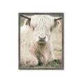 Picture of Furry Cow _GroupedProduct_Rectangle_Portrait_Photography _GroupedProduct_Rectangle_Portrait_Framed_Matted_