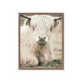 Picture of Furry Cow _GroupedProduct_Rectangle_Portrait_Photography _GroupedProduct_Rectangle_Portrait_Framed_Matted_