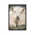 Picture of Furry Cow _GroupedProduct_Rectangle_Portrait_Photography _GroupedProduct_Rectangle_Portrait_Framed_Matted_