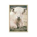 Picture of Furry Cow _GroupedProduct_Rectangle_Portrait_Photography _GroupedProduct_Rectangle_Portrait_Framed_Matted_