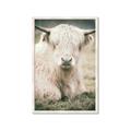 Picture of Furry Cow _GroupedProduct_Rectangle_Portrait_Photography _GroupedProduct_Rectangle_Portrait_Framed_Matted_