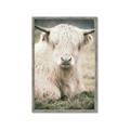 Picture of Furry Cow _GroupedProduct_Rectangle_Portrait_Photography _GroupedProduct_Rectangle_Portrait_Framed_Matted_