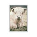 Picture of Furry Cow _GroupedProduct_Rectangle_Portrait_Photography _GroupedProduct_Rectangle_Portrait_Framed_Matted_