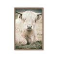 Picture of Furry Cow _GroupedProduct_Rectangle_Portrait_Photography _GroupedProduct_Rectangle_Portrait_Framed_Matted_