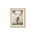 Picture of Furry Cow _GroupedProduct_Rectangle_Portrait_Photography _GroupedProduct_Rectangle_Portrait_Framed_Matted_