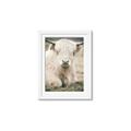 Picture of Furry Cow _GroupedProduct_Rectangle_Portrait_Photography _GroupedProduct_Rectangle_Portrait_Framed_Matted_