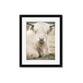 Picture of Furry Cow _GroupedProduct_Rectangle_Portrait_Photography _GroupedProduct_Rectangle_Portrait_Framed_Matted_