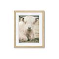 Picture of Furry Cow _GroupedProduct_Rectangle_Portrait_Photography _GroupedProduct_Rectangle_Portrait_Framed_Matted_