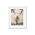 Picture of Furry Cow _GroupedProduct_Rectangle_Portrait_Photography _GroupedProduct_Rectangle_Portrait_Framed_Matted_