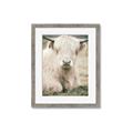 Picture of Furry Cow _GroupedProduct_Rectangle_Portrait_Photography _GroupedProduct_Rectangle_Portrait_Framed_Matted_