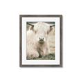 Picture of Furry Cow _GroupedProduct_Rectangle_Portrait_Photography _GroupedProduct_Rectangle_Portrait_Framed_Matted_