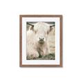 Picture of Furry Cow _GroupedProduct_Rectangle_Portrait_Photography _GroupedProduct_Rectangle_Portrait_Framed_Matted_