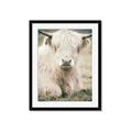 Picture of Furry Cow _GroupedProduct_Rectangle_Portrait_Photography _GroupedProduct_Rectangle_Portrait_Framed_Matted_