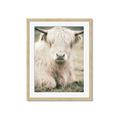 Picture of Furry Cow _GroupedProduct_Rectangle_Portrait_Photography _GroupedProduct_Rectangle_Portrait_Framed_Matted_