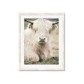Picture of Furry Cow _GroupedProduct_Rectangle_Portrait_Photography _GroupedProduct_Rectangle_Portrait_Framed_Matted_